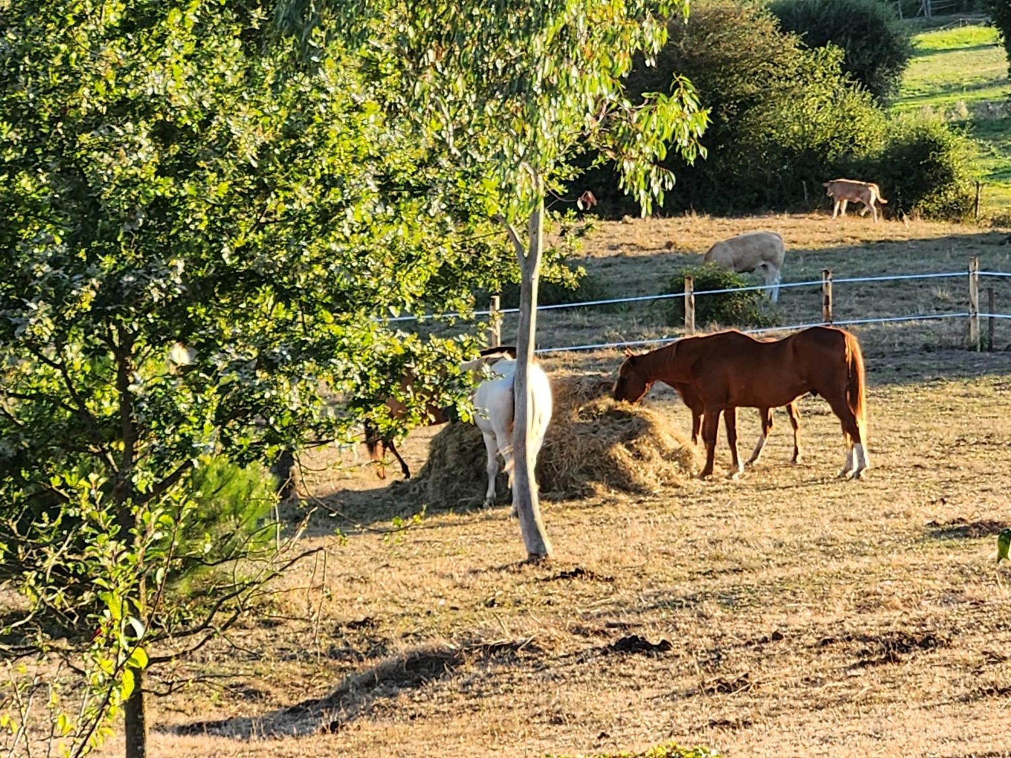 Les Chambres De La Forge Des Collines Les Herbiers Luaran gambar